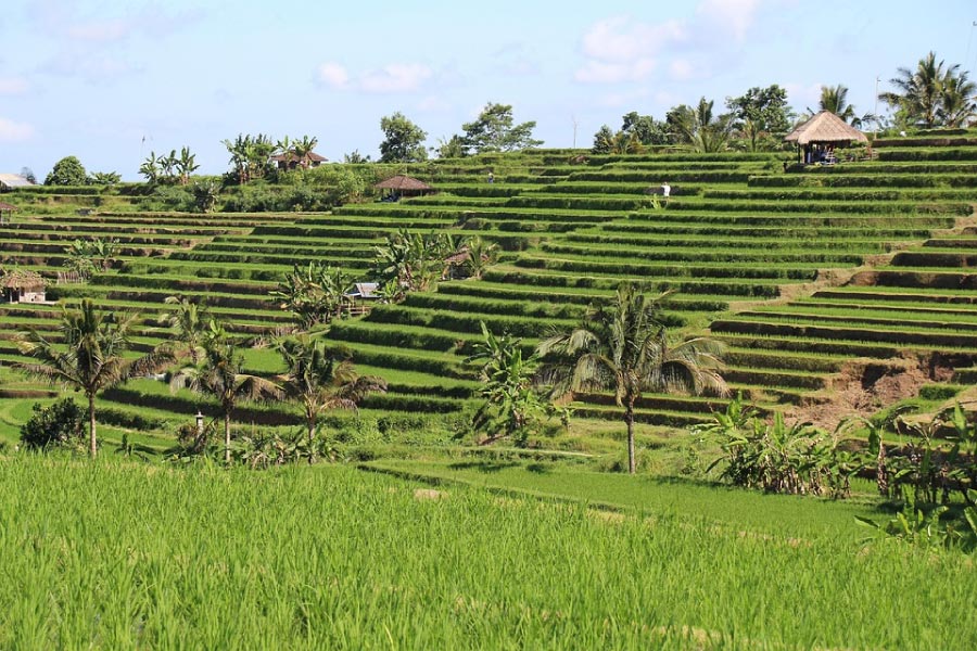 Jatiluwih Rice Terraces